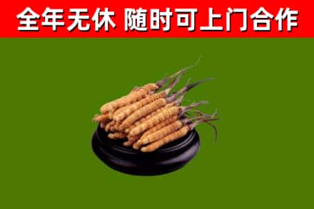咸丰回收散虫草