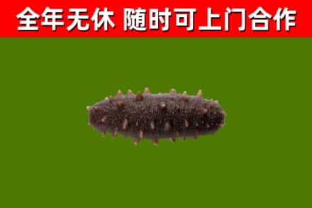 咸丰回收海参干